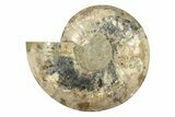 Large, Cut & Polished Ammonite Fossil (Half) - Madagascar #239225-1